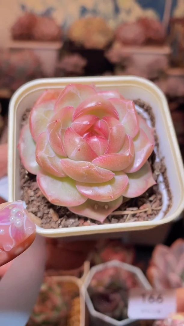 【闪购商品】166超级爆珠多肉