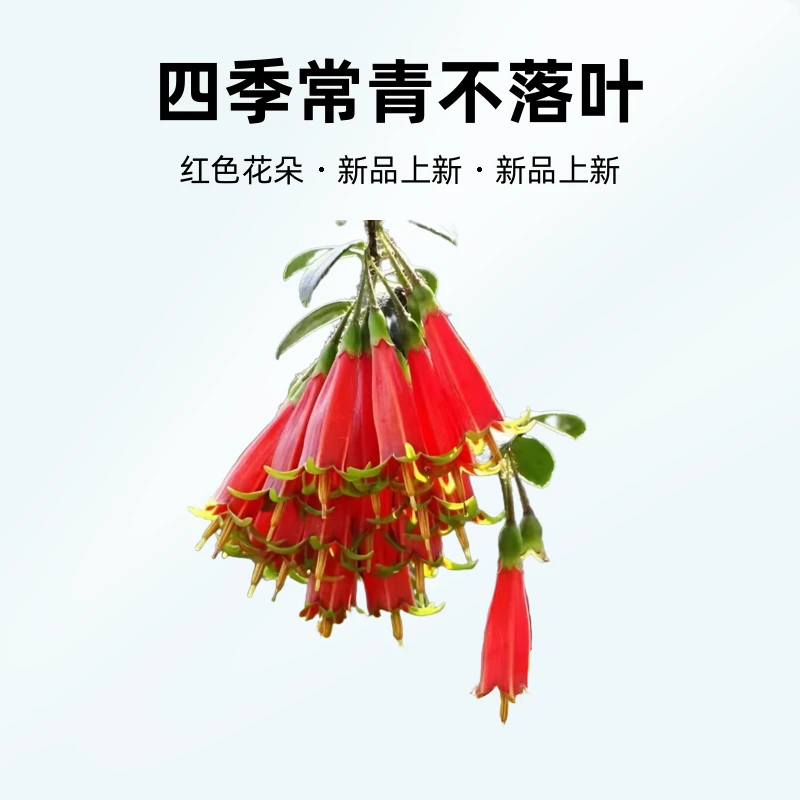 云南网红树萝卜盆景五翅莓盆景五翅莓盆栽（一物拍一物请勿私拍）