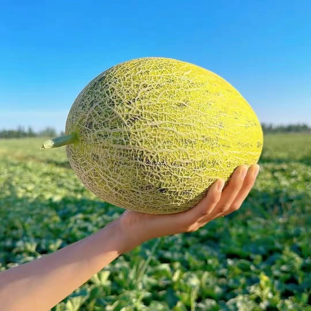 【依依专属】伽师瓜八六王当季水果原产地直发顺丰冷链包邮