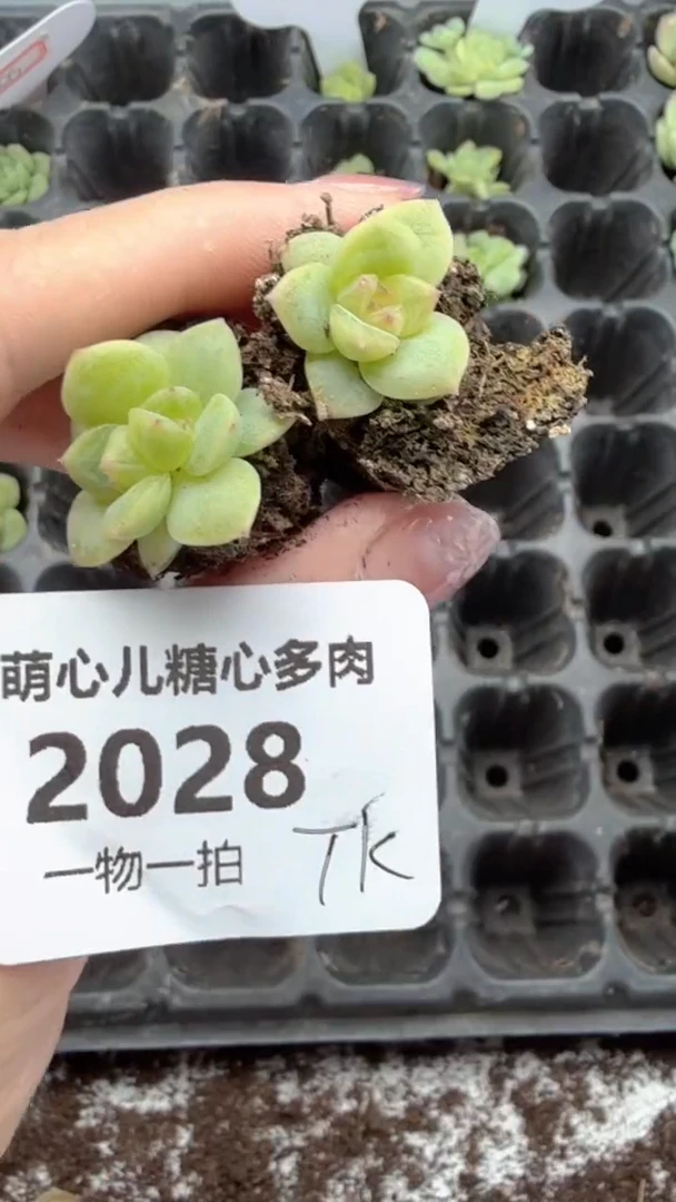 2028 tk多肉植物