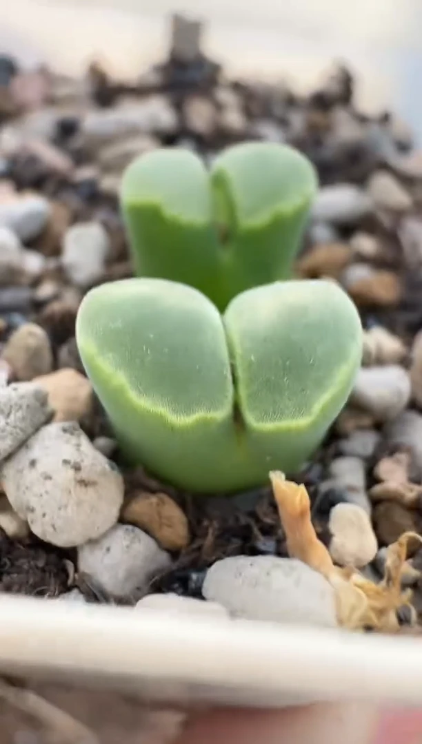 【闪购商品】2.5-246