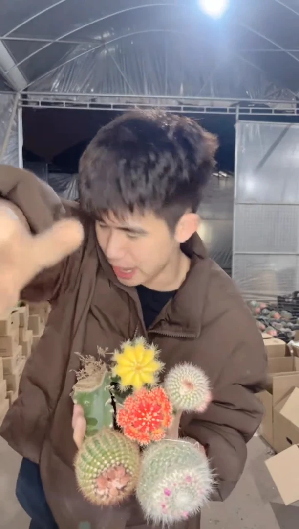 【闪购商品】5色组合球【嫁接】