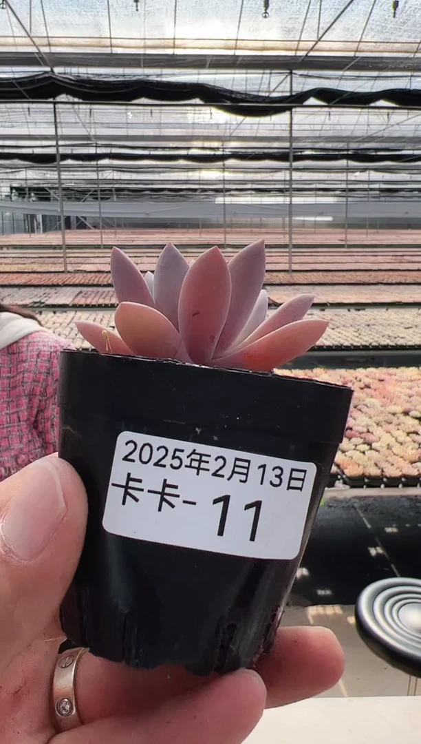 【闪购商品】卡卡-11