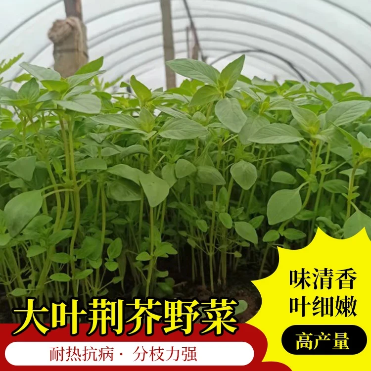(拍2发3)大叶荆芥种子野菜速生香荆芥春夏秋耐热蔬菜籽营养高产