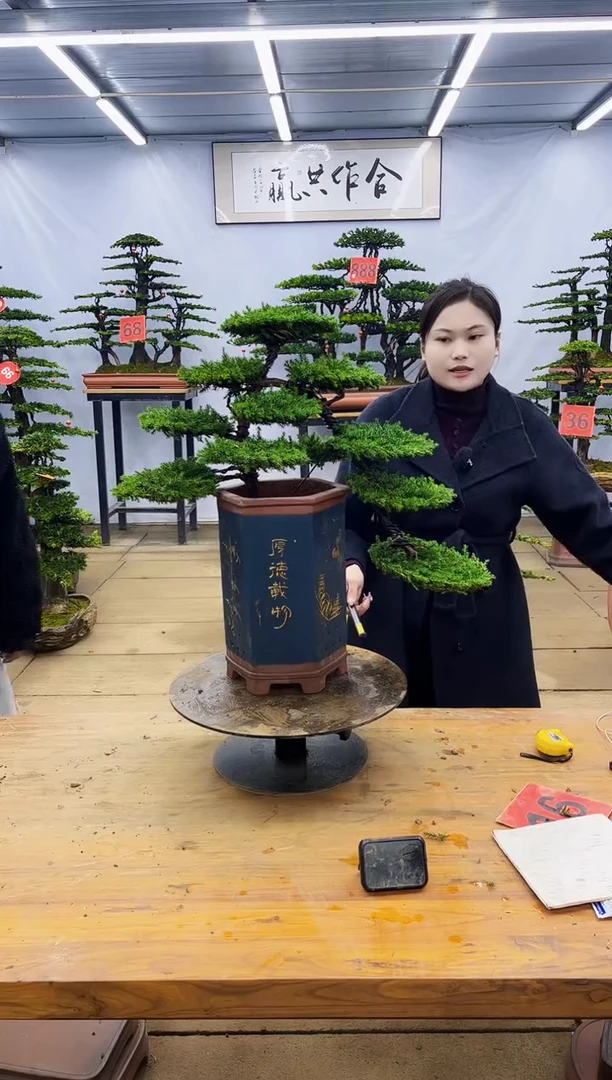 【闪购商品】高端盆景一物一拍，所见即所得