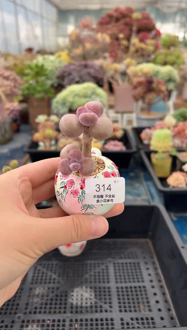 星**。314         不带盆