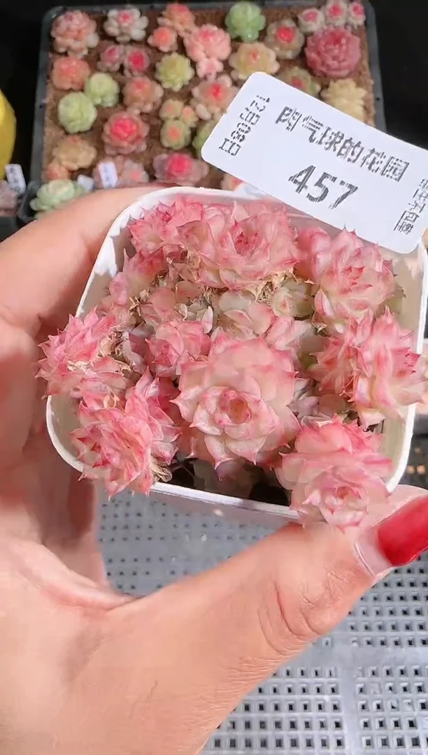 1208-457多肉群生不包整