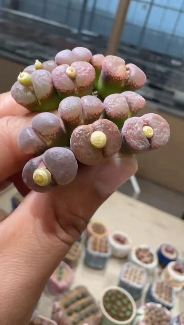 143多肉植物肉锥风铃一颗