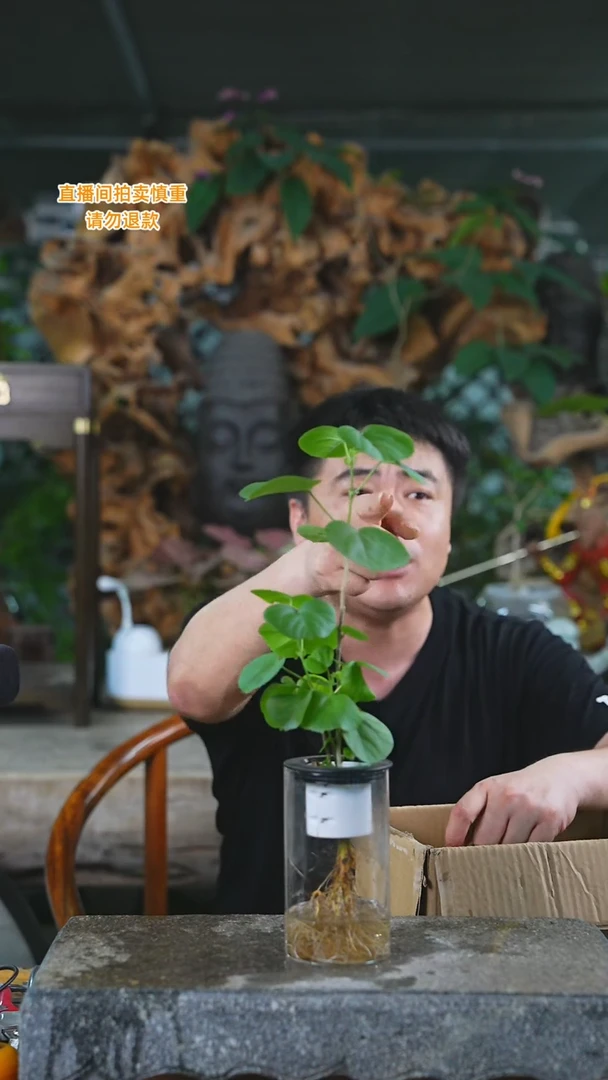 当前无花栽培后可以开花滨朴372HT