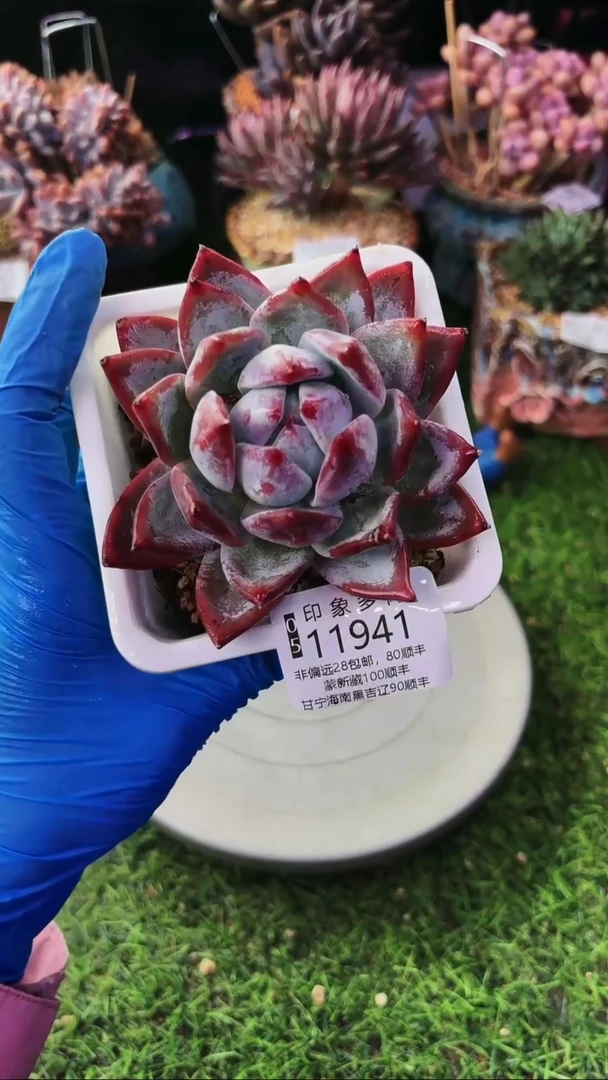 昆明印象多肉11941