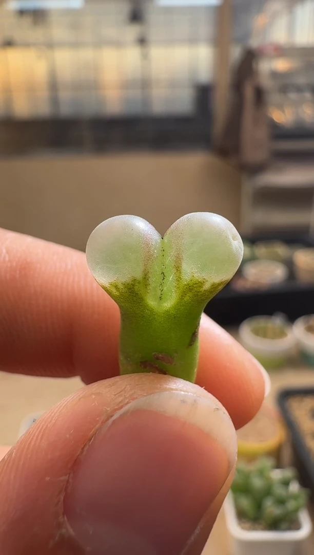 【闪购商品】1.20-278