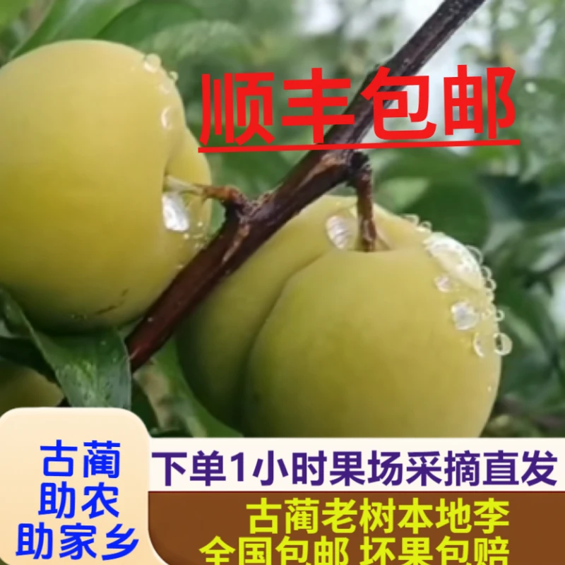 顺丰包邮四川古蔺本地老李子老树新鲜应季水果脆甜多汁口感清甜老