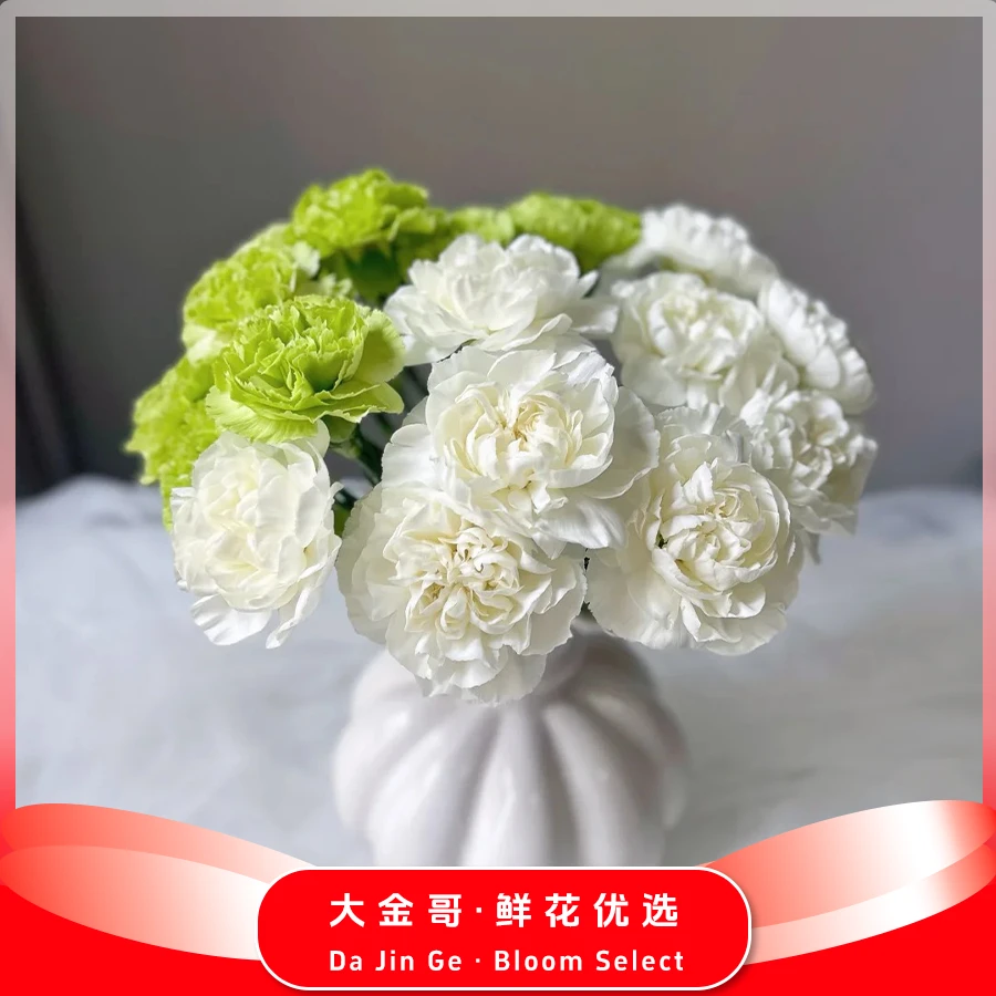 （大金哥）【康乃馨 薄荷冰】同地址两单发顺丰/德邦空运