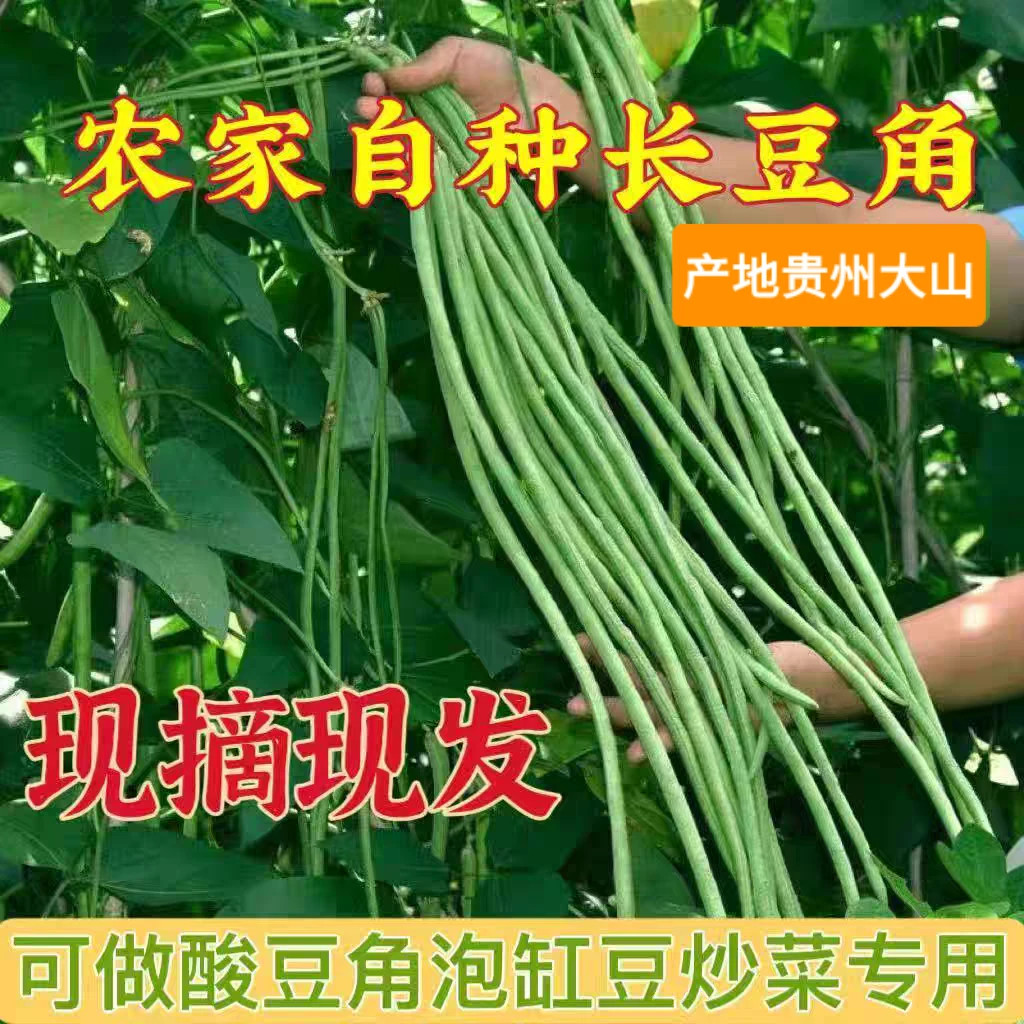 贵州高山无工业污染新鲜蔬菜“3斤豇豆”现摘现发农家蔬菜垆土铁棍