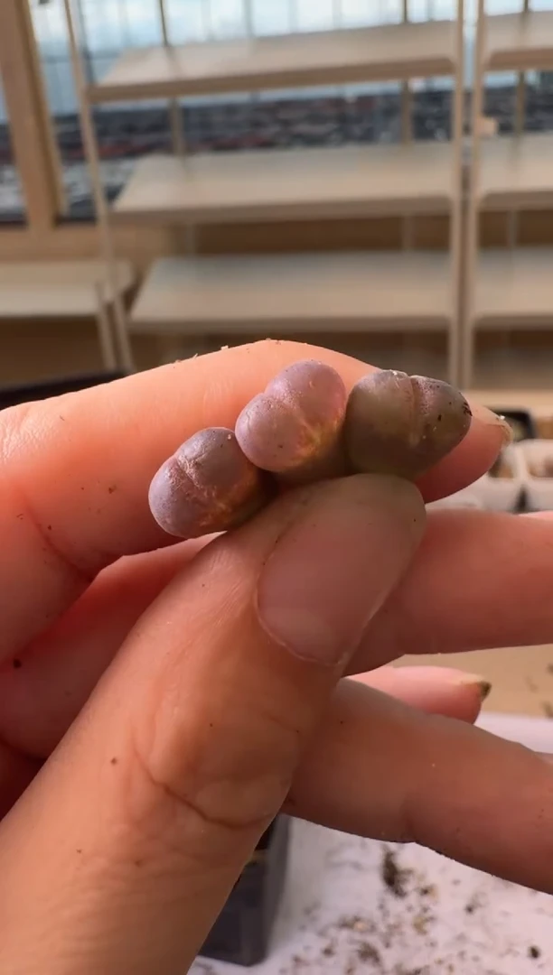 24-209多肉植物肉锥