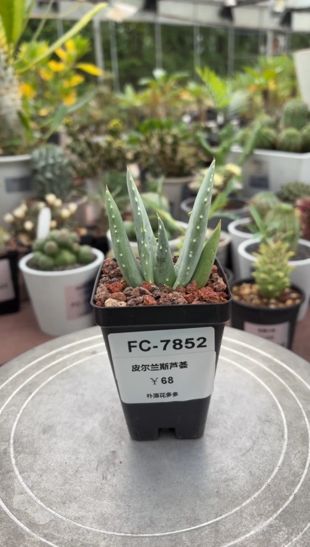 皮尔兰斯芦荟F-C-7852