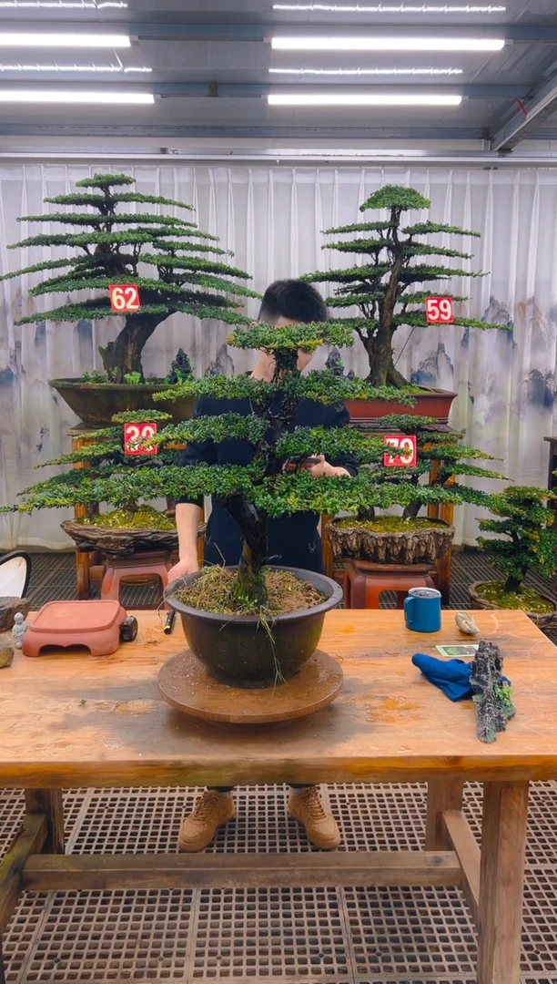 无花朵精品盆景直播间一物一拍