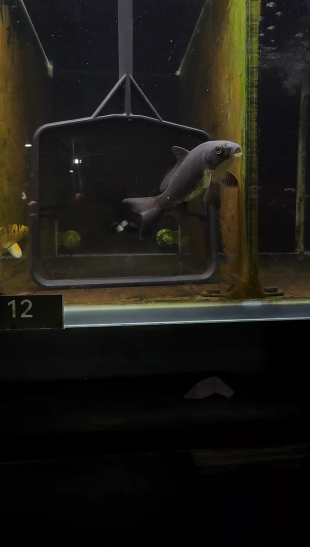 蝴蝶鲤鱼啊*.黑蝴蝶鲤