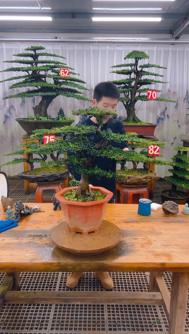 无花朵精品盆景直播间一物一拍