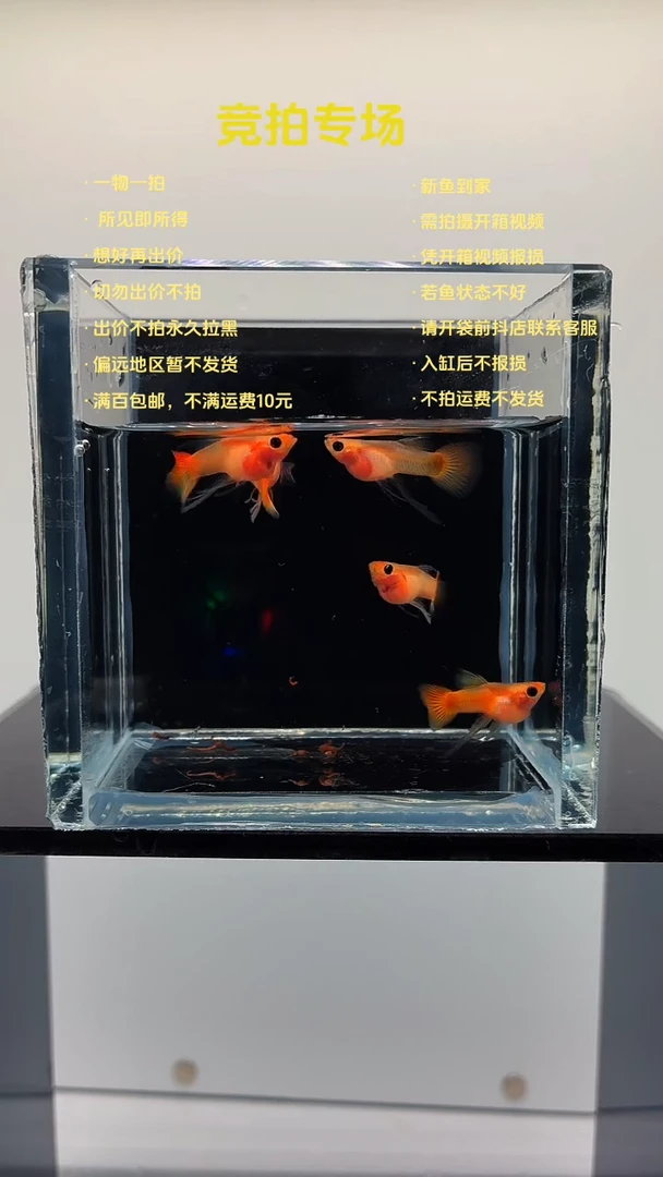 孔雀鱼皇家落日长工6条-3