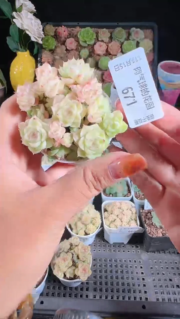 1115-671群生不包整
