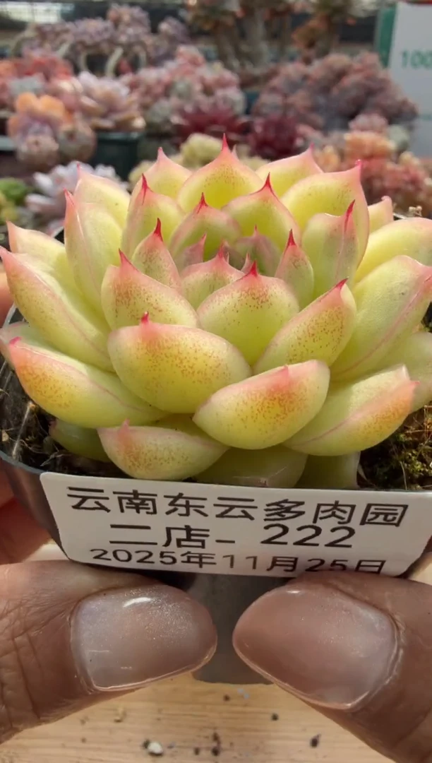 东云多肉园二店-222