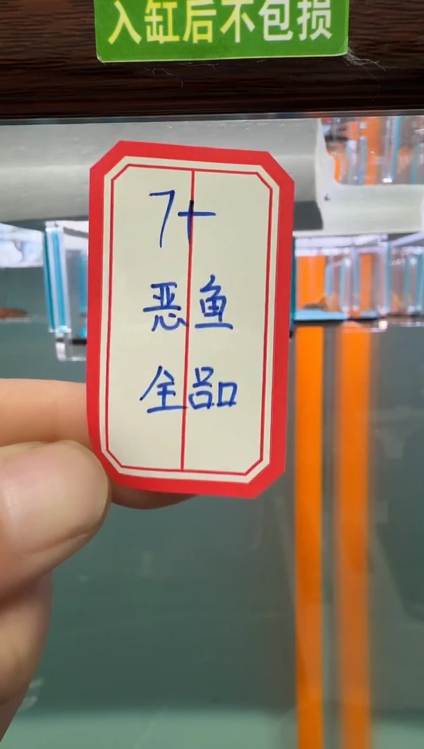 清道夫鱼7+鳄鱼入缸不包损录制完整开箱视频厘米