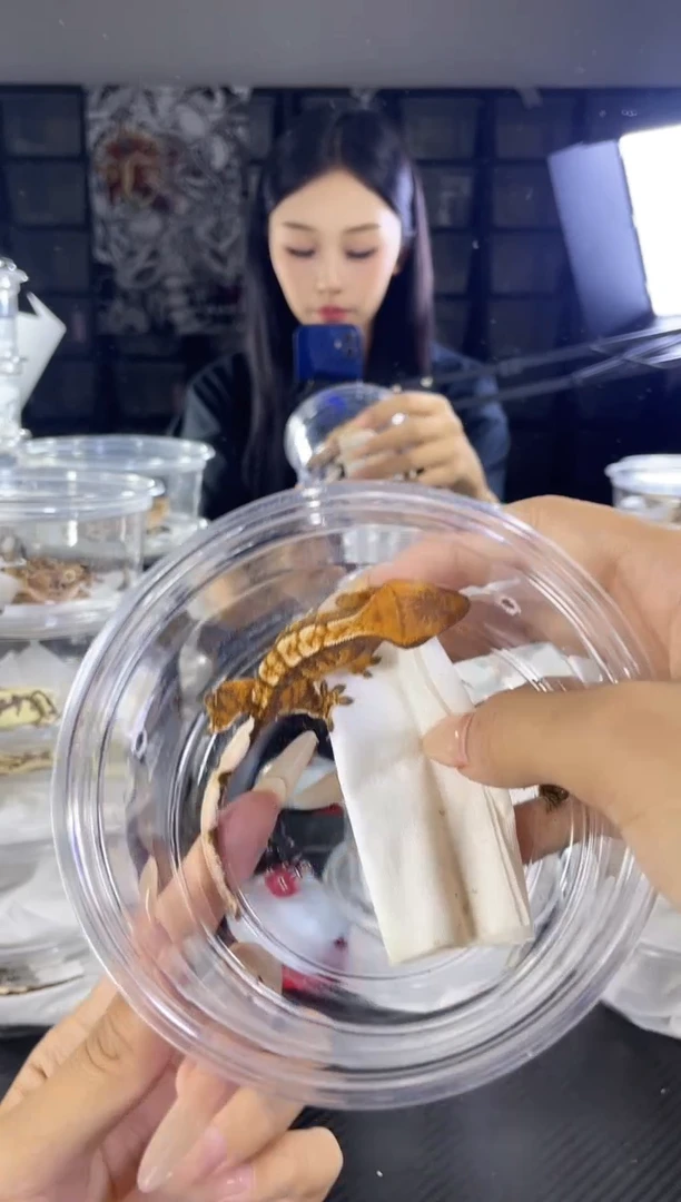 睫角守宫闪E特价超级三色