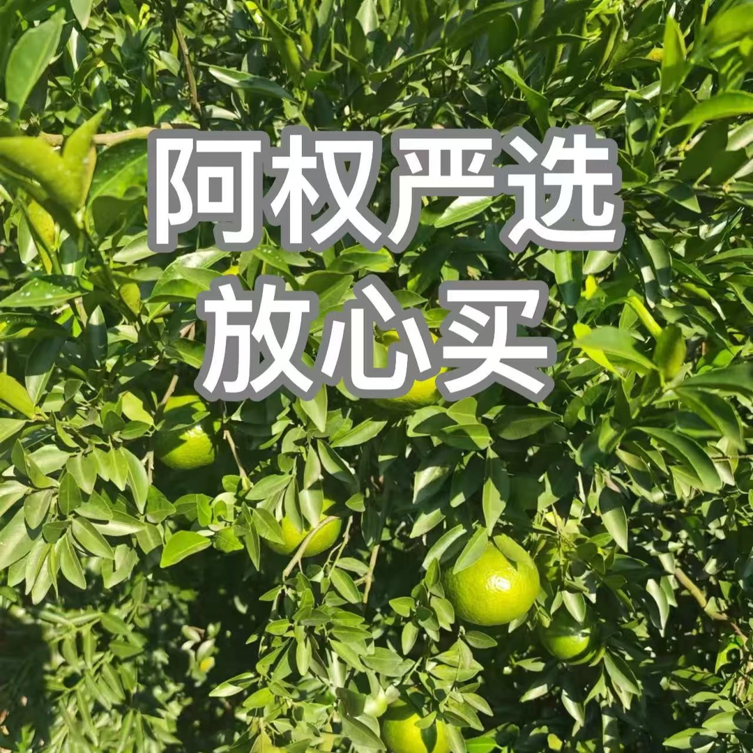 【阿权专享】老爹私藏  冬后 整皮 罐装