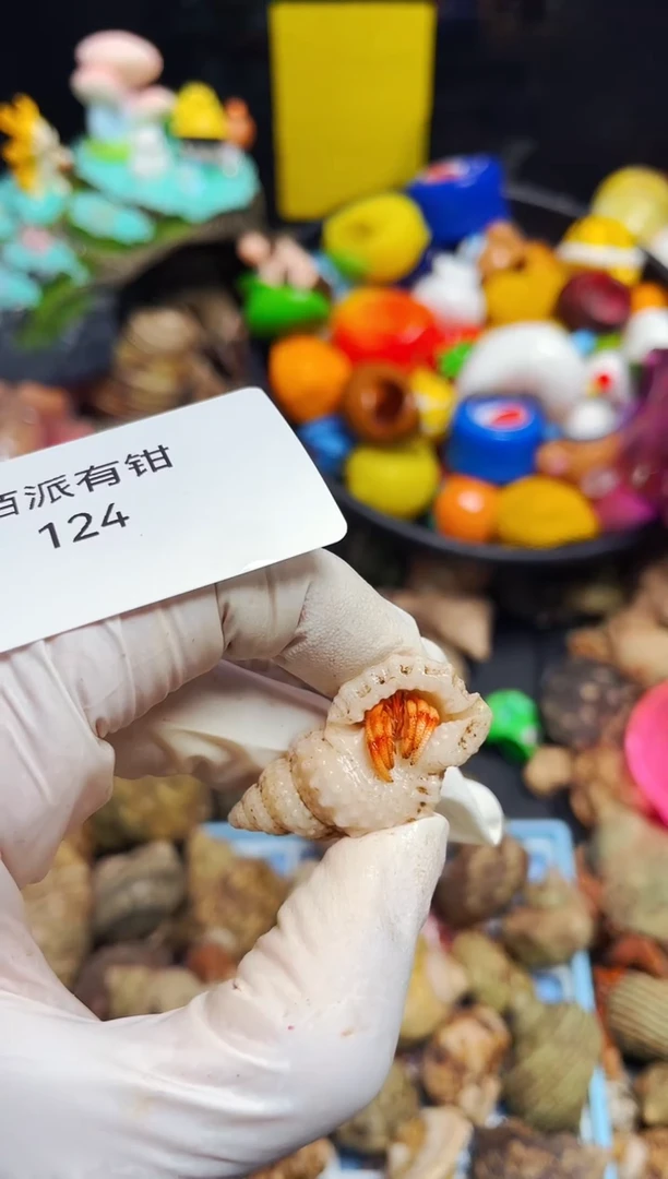 陌派有钳寄居蟹124