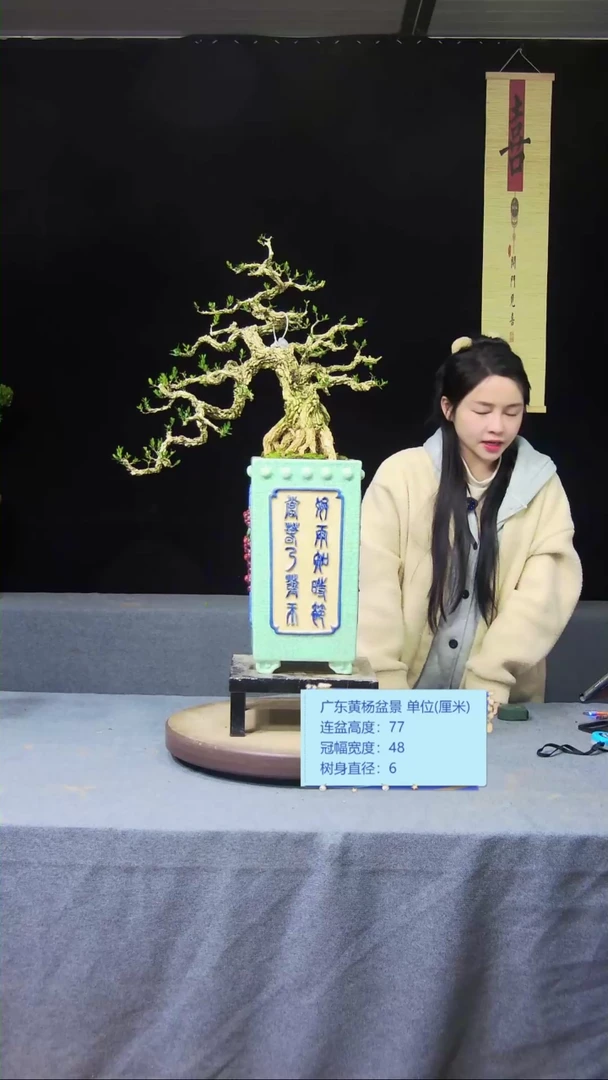 【闪购商品】黄杨盆景黄杨盆景