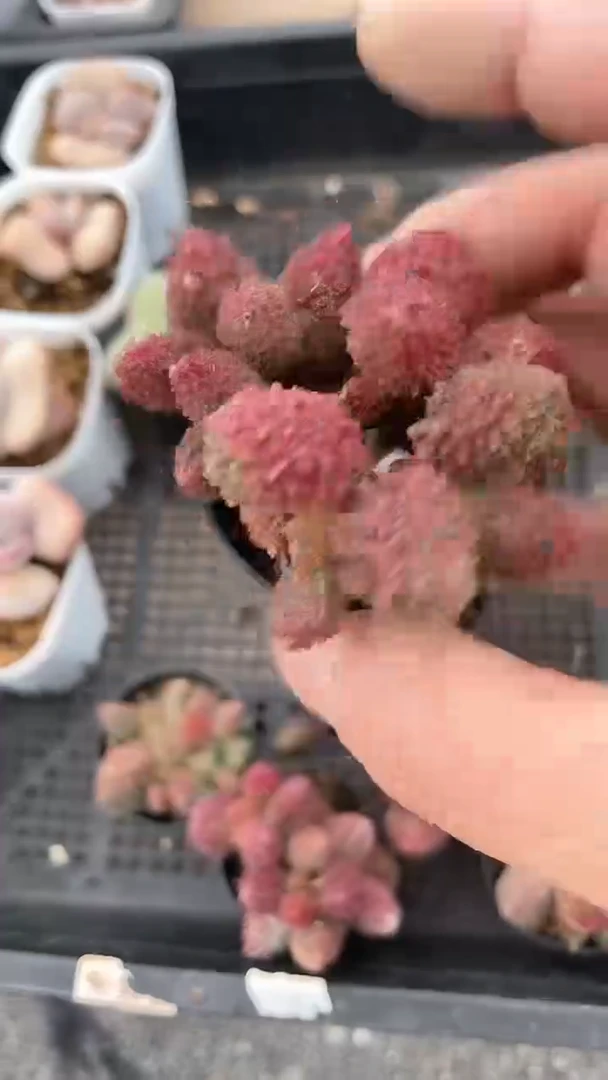 【闪购商品】50朱紫玉多肉