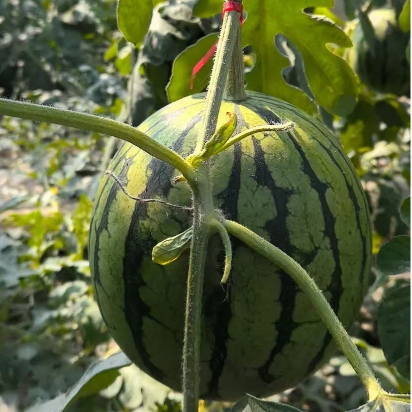 京东快递-本地大棚冰糖籽小西瓜酥脆甜现摘现发7-8斤天津市