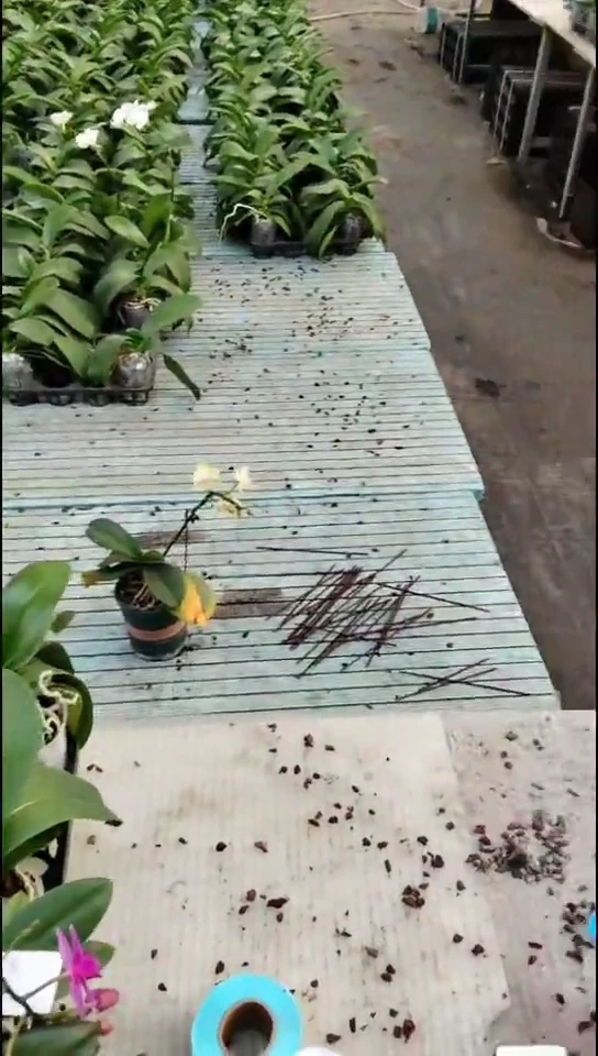 完全开放罗马情人 闪购 店长优选