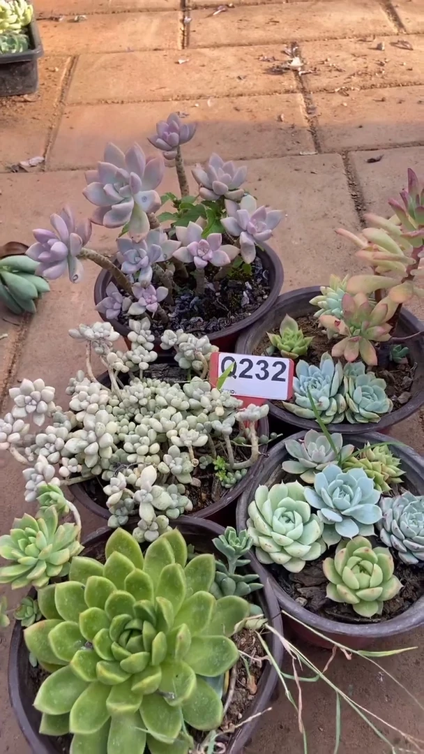 Q232多肉组合默认脱土发货