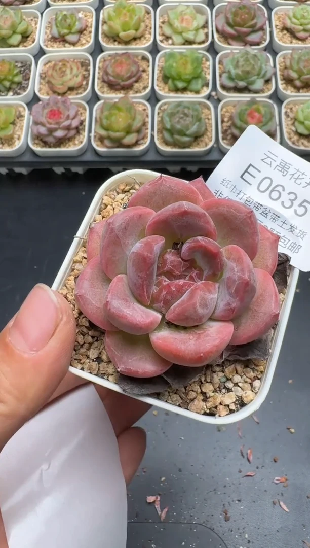 635E云禹多肉植物 带盆土纸巾打包 3颗包邮