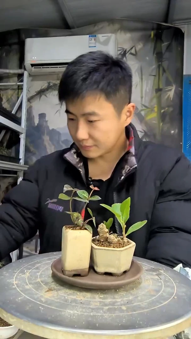G****宝中青园艺一物一拍花39