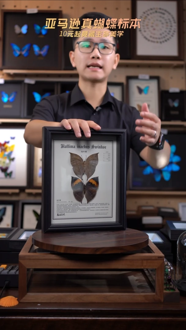 枯叶蝶正反两只中文版10寸欧式框