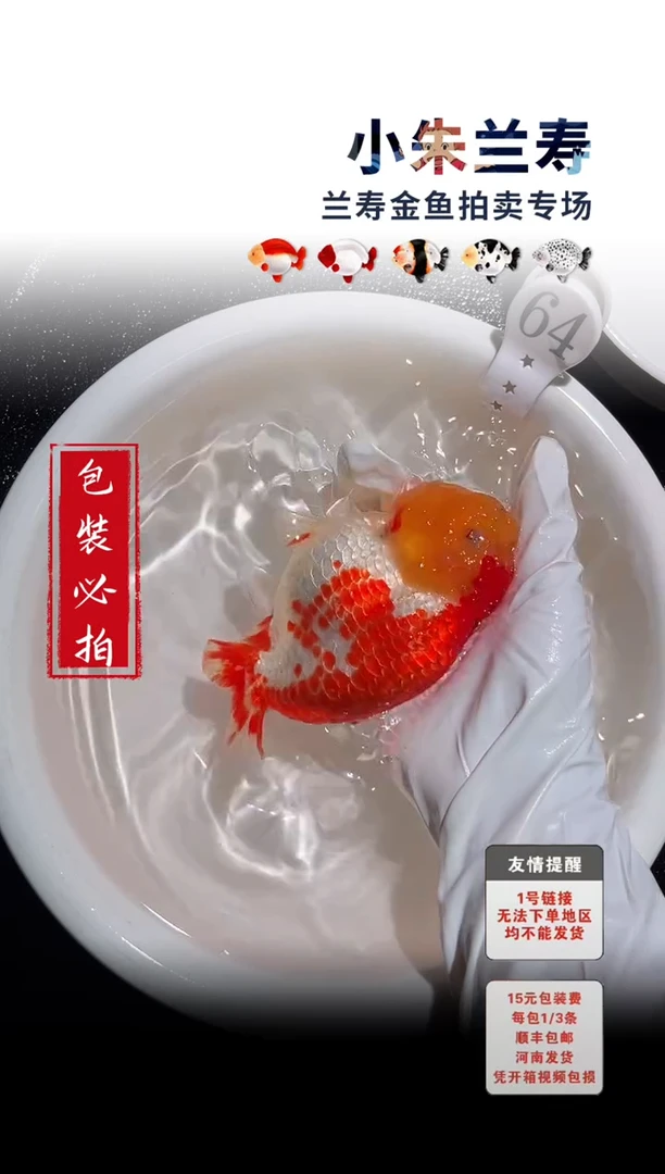 金鱼包装必拍未拍顺丰到付64号