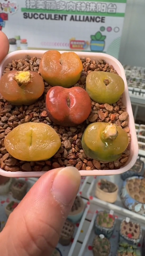 210多肉植物肉锥粉贝平蟠一颗