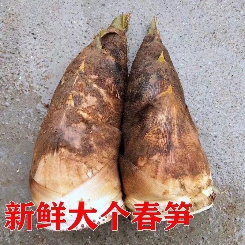 春笋正宗江西高山黄泥笋新鲜大春笋现挖脆嫩甜笋不麻嘴新鲜毛笋子