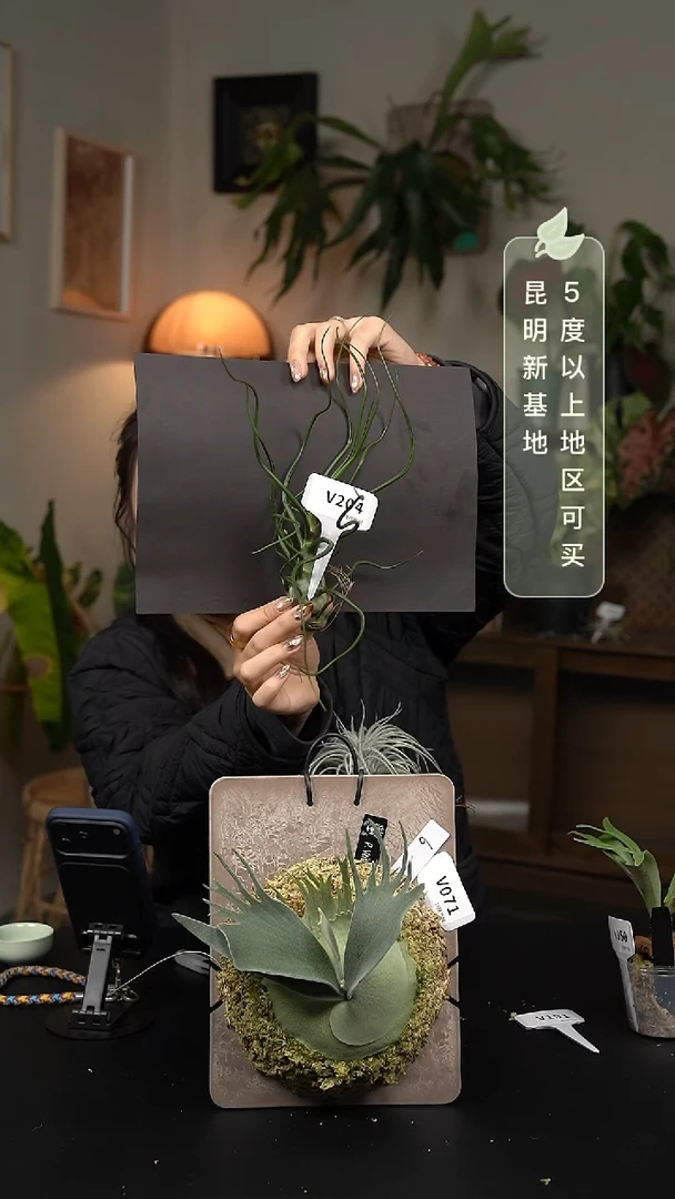 不开花植物V204-空气凤梨-巨型章鱼