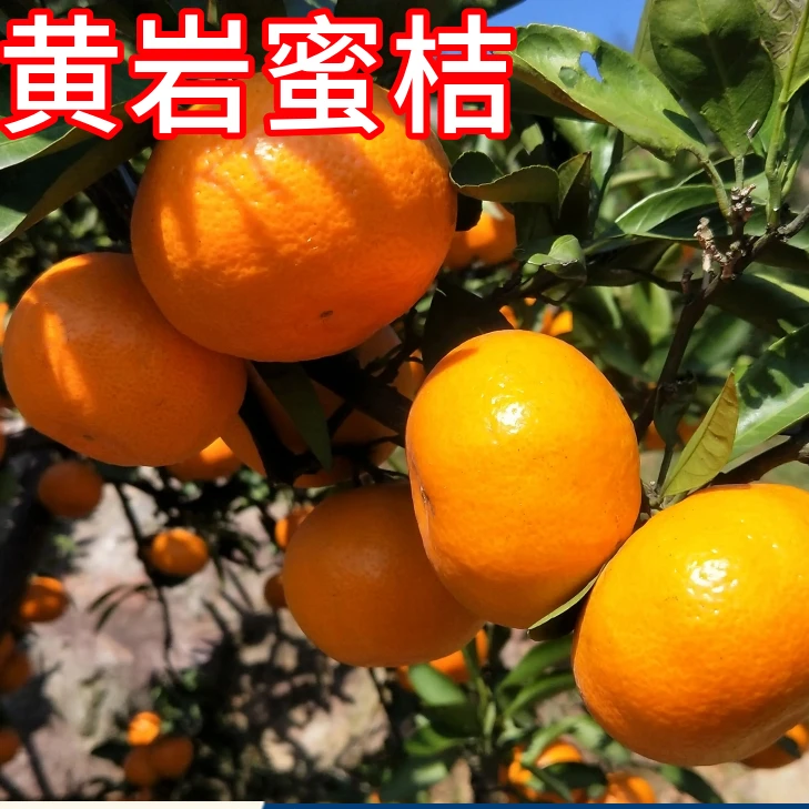 黄岩蜜桔树南北方庭院橘子树果苗阳台盆栽桔子树苗嫁接苗当年结果