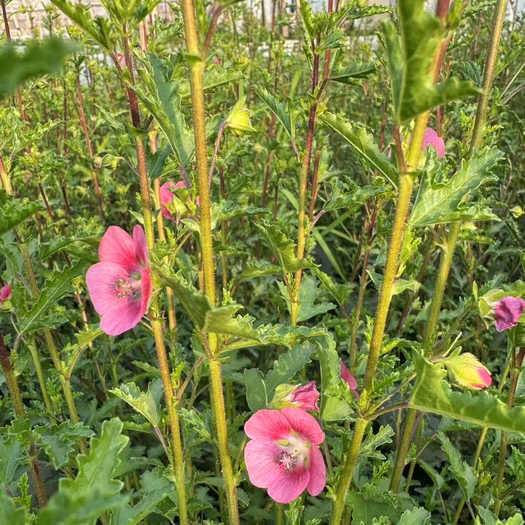 【小木槿】四季开花皮实好养花量大花期长阳台庭院盆栽地栽