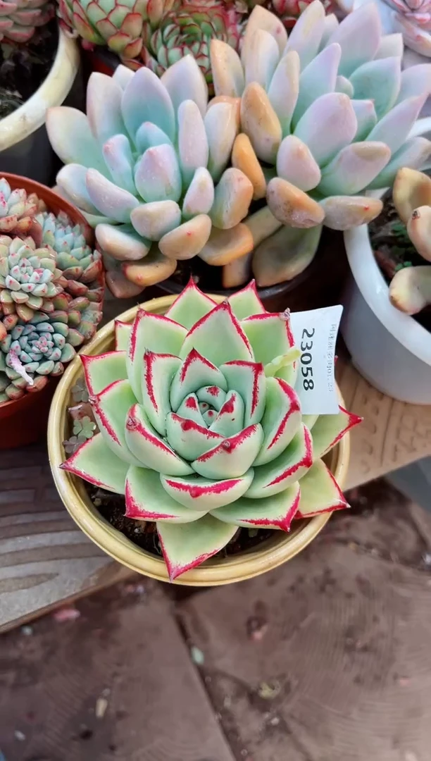 【闪购商品】23058