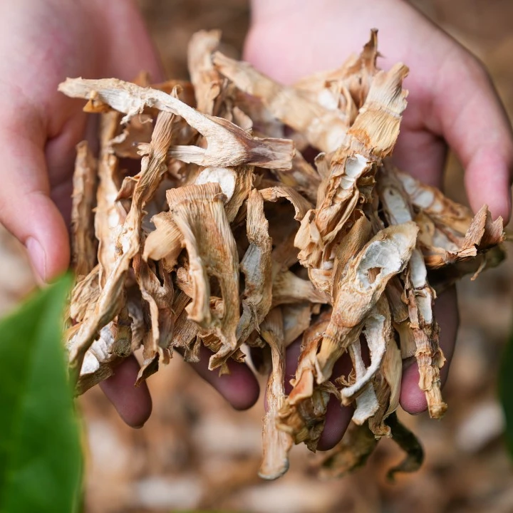 【高山苦竹笋干】四川特产高山苦竹笋晒干精选嫩笋