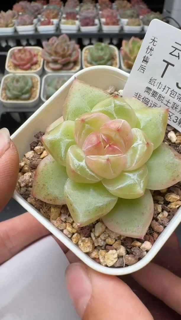 300T带盆土发(6.5cm杯） 当场拍3颗以上包柚 多肉植物