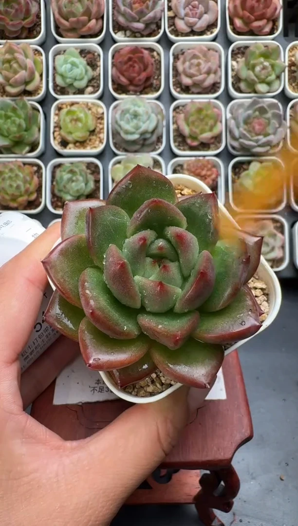 542P带盆土发 当场拍3颗以上包柚 多肉植物 一物一拍