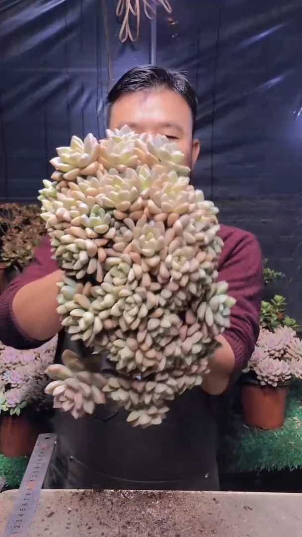 231淡雪缀化（一物一拍）