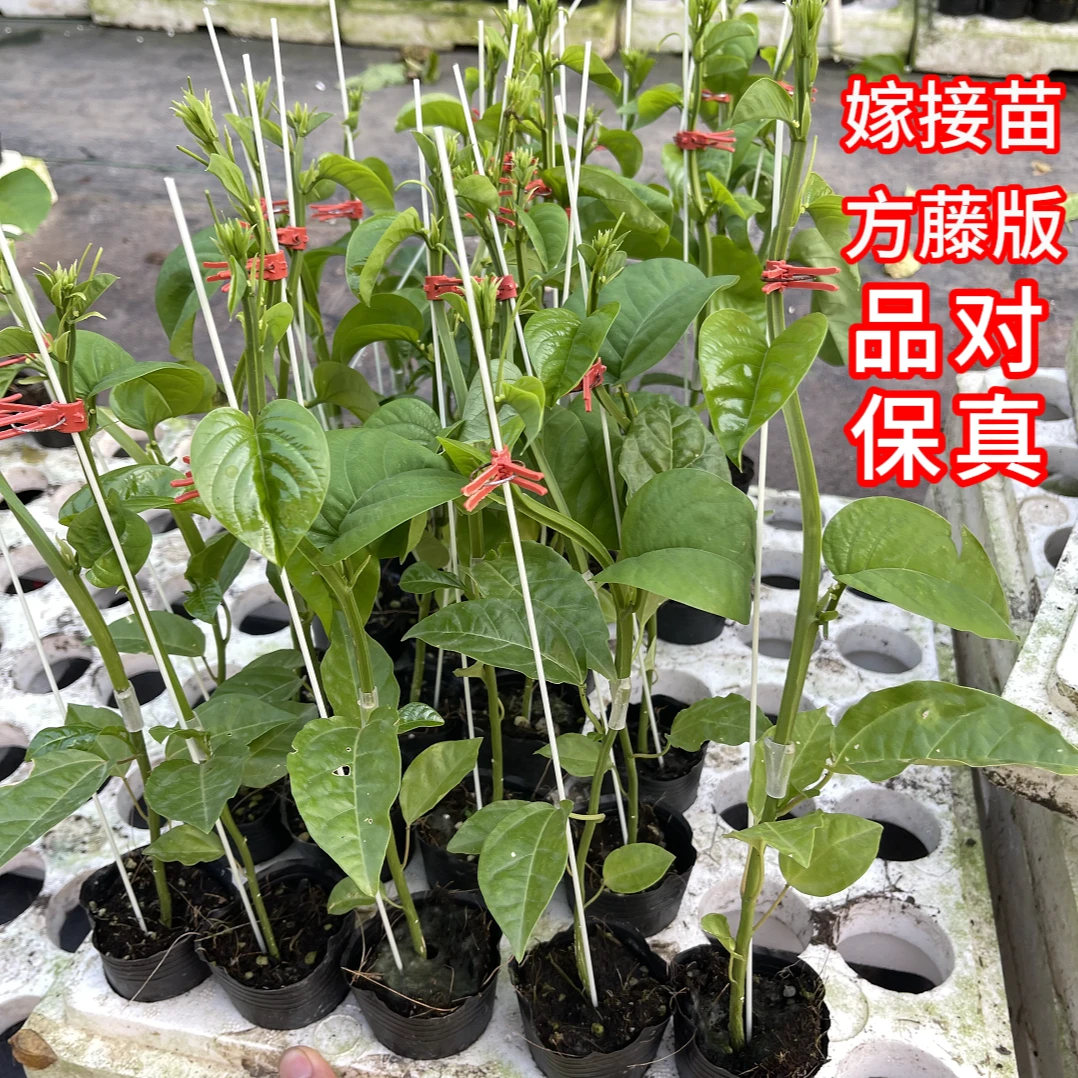 香蜜木瓜百香果嫁接苗根系发达易成活南北方种植阳台盆栽庭院地栽